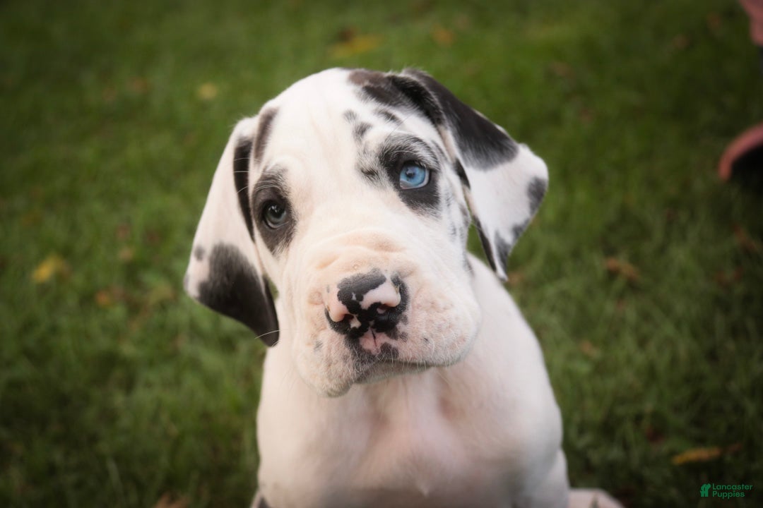 Great Dane dogs Cherish Great Dane  - Ad 2