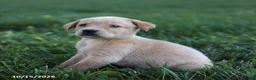 Labrador Retriever dogs for sale: Pearl - Ad 3