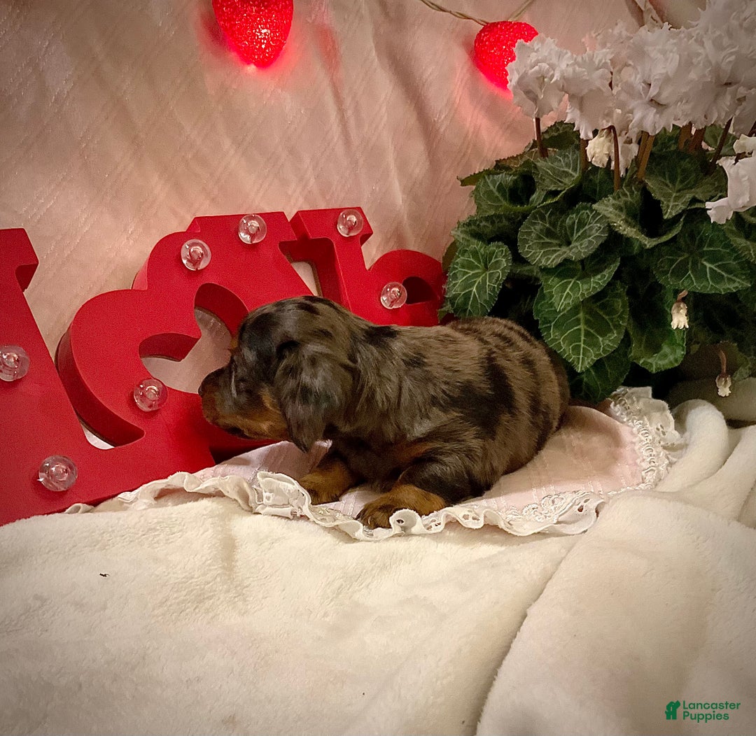 Miniature Dachshund dogs for sale: LuvBug - Ad 4