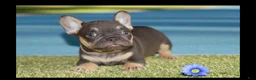 French Bulldog dogs for sale: Sissy - Ad 5