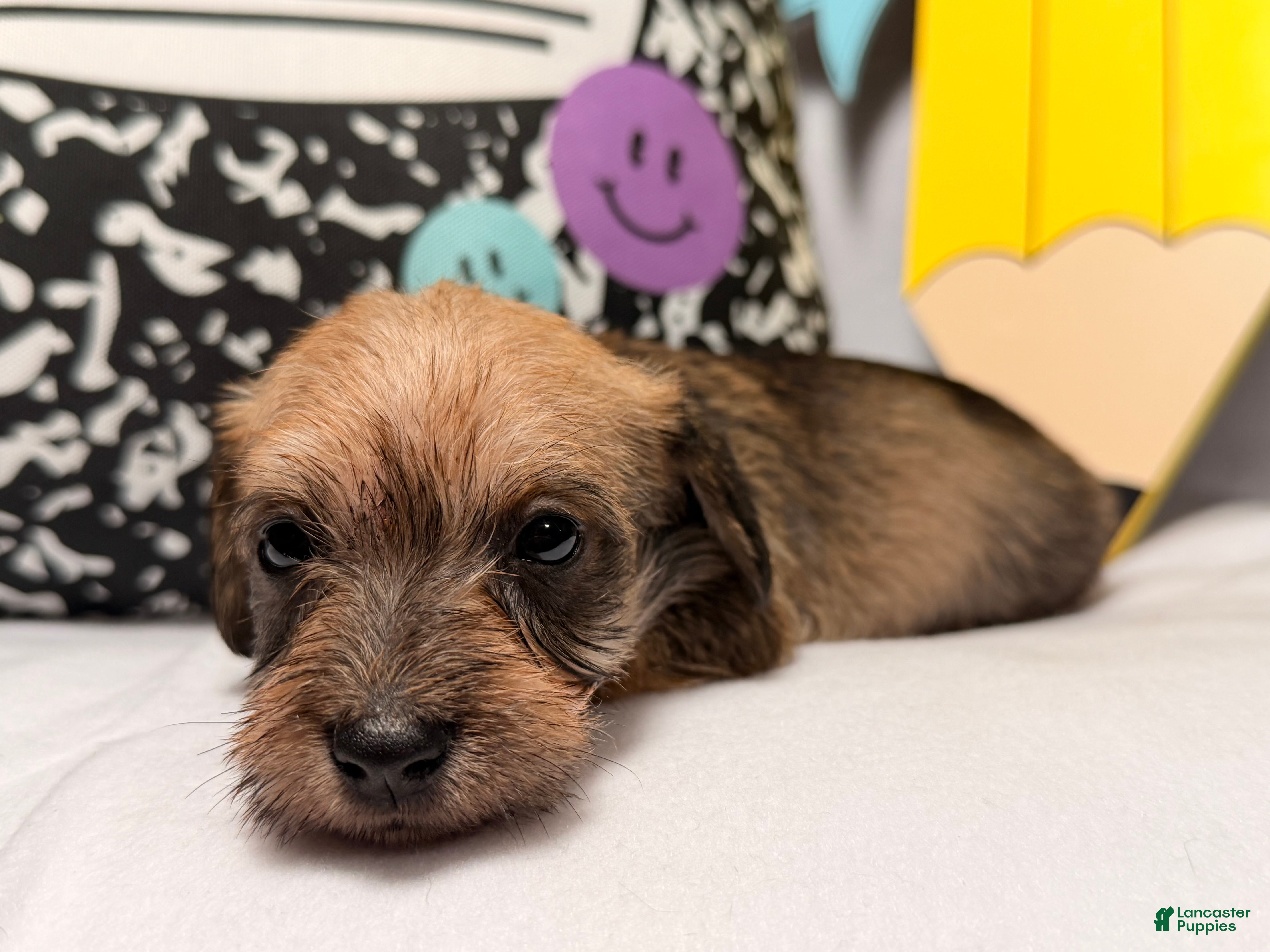 Mixed Breed dogs Wiggles  - Ad 2