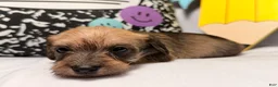 Mixed Breed dogs for sale: Wiggles  - Ad 2