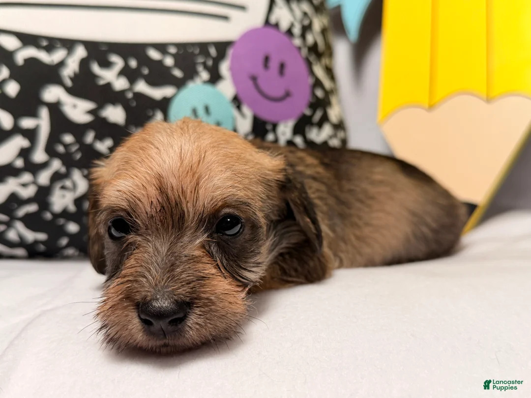 Mixed Breed dogs for sale: Wiggles  - Ad 2