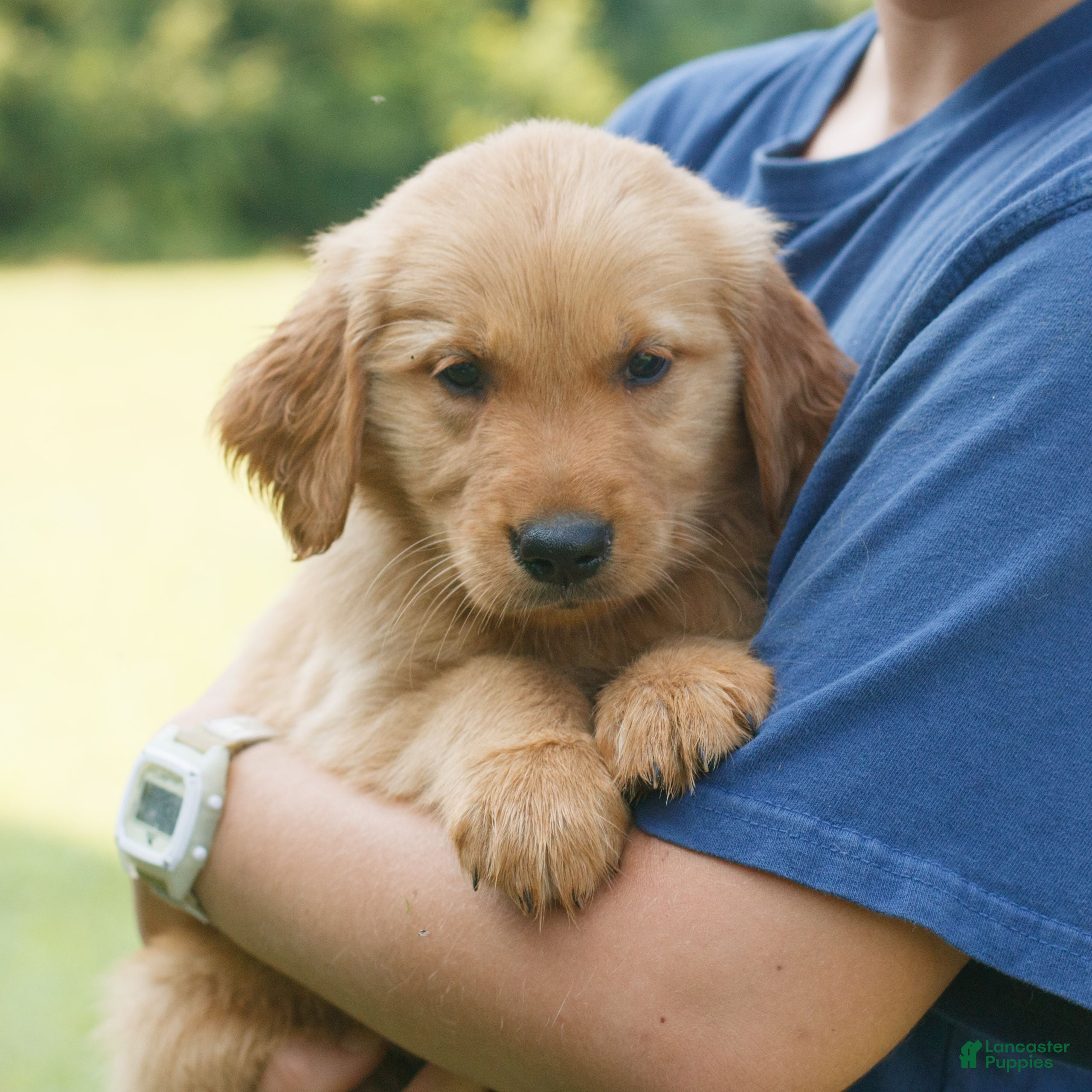 Golden Retriever dogs Gus  - Ad 2