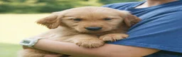 Golden Retriever dogs for sale: Gus  - Ad 2