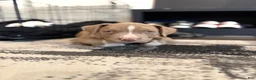 American Bully dogs for sale: American Bully Puppy 4 - Ad 1