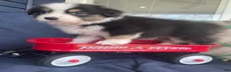 Australian Shepherd dogs for sale: Australian Shepherd- Chloe  - Ad 3