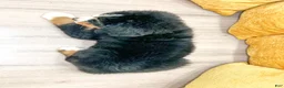 Bernese Mountain Dog dogs for sale: Bella - Ad 4