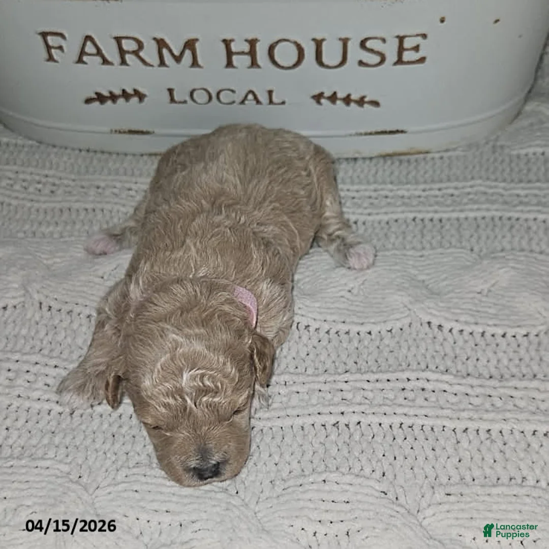 Toy Poodle dogs for sale: Nala - Ad 1