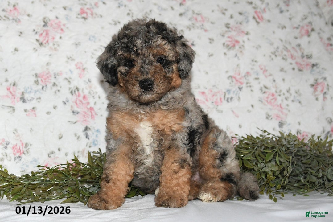 Mini Aussiedoodle dogs for sale: Abby - Ad 3