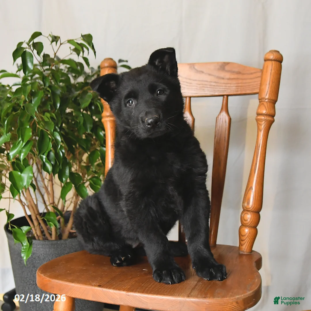 German Shepherd dogs for sale: Jade - Ad 1