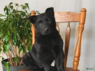 German Shepherd dogs for sale: Jade - Ad 4