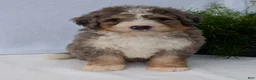 Mini Bernedoodle dogs for sale: Mini Baker  - Ad 32