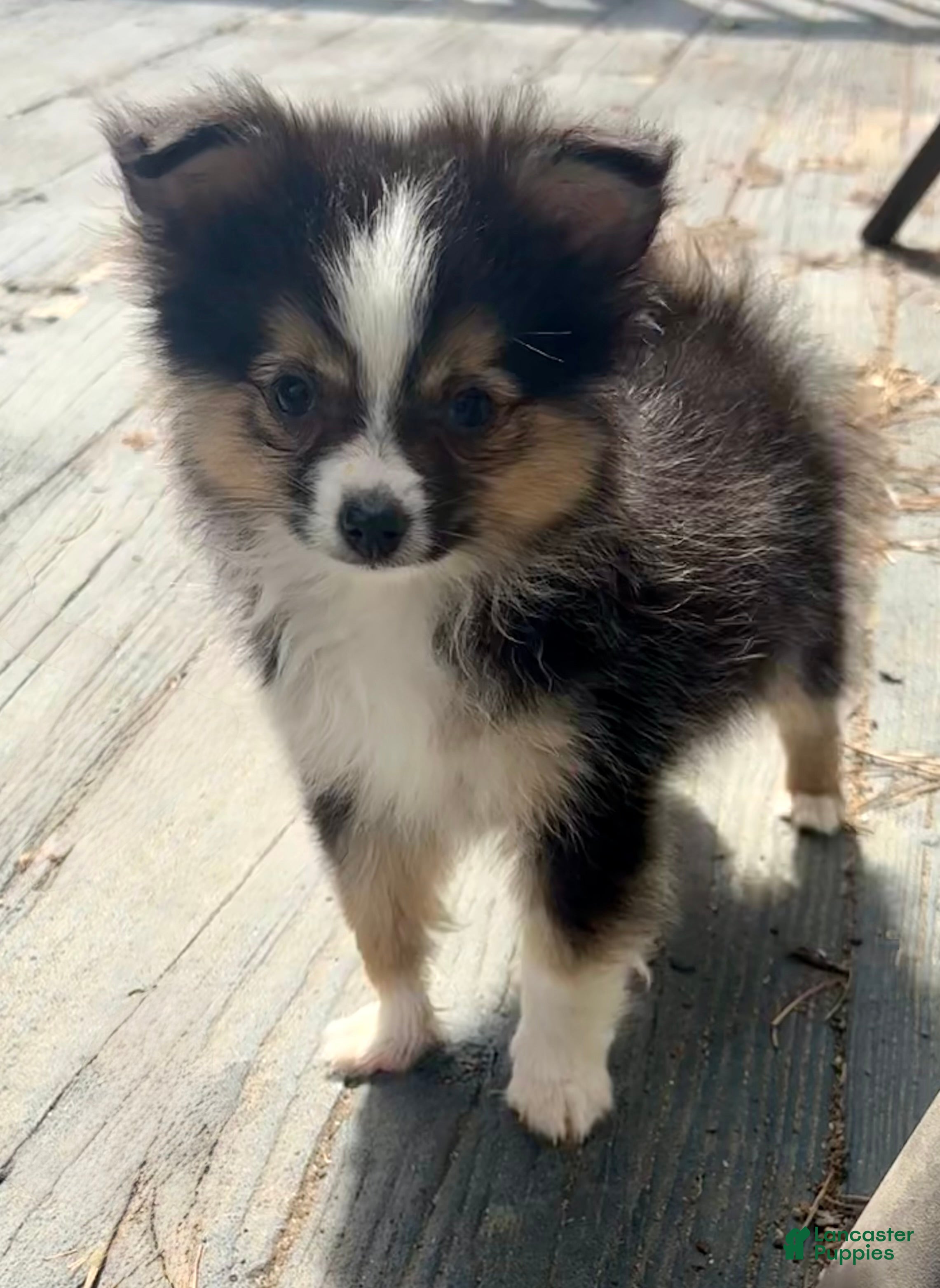 Mixed Breed dogs Milo - Ad 31