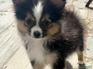 Mixed Breed dogs Milo - Ad 31