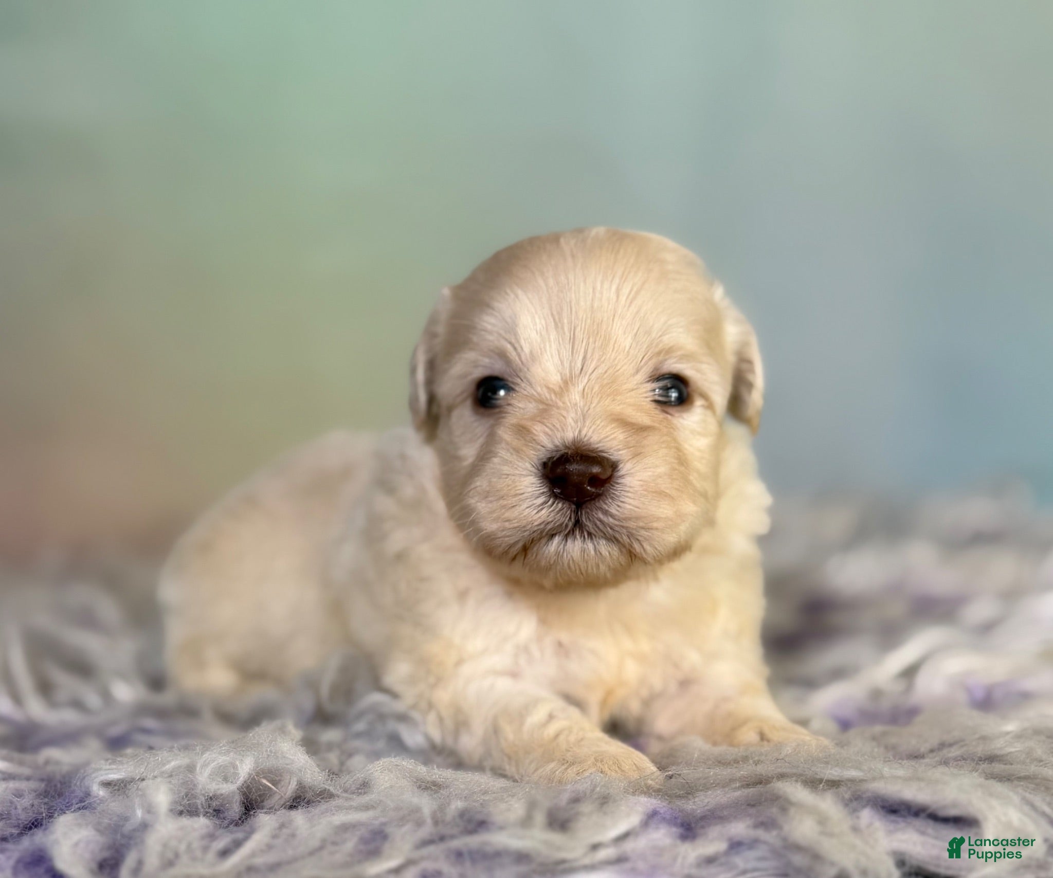 Schnoodle dogs Parker - Ad 1