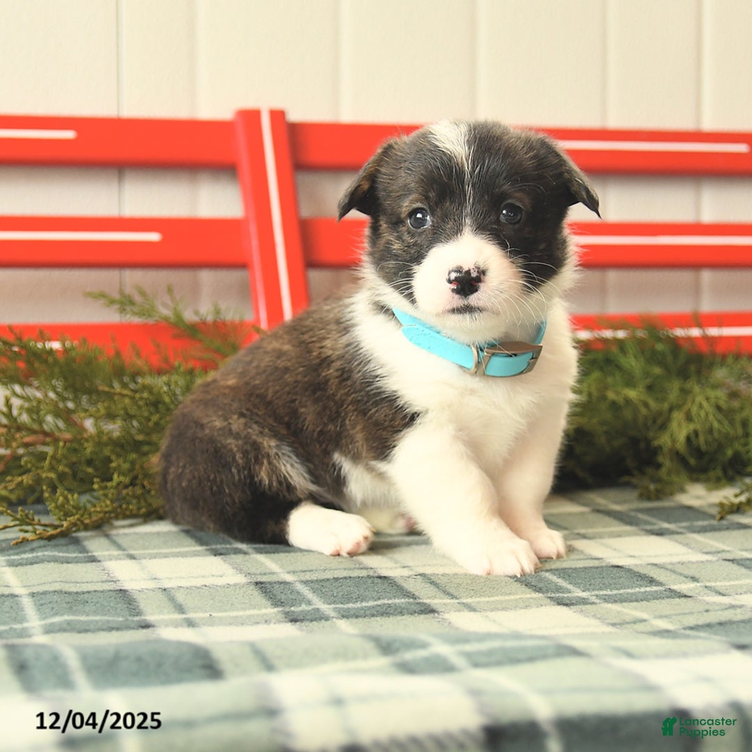 Welsh Corgi Pembroke dogs for sale: Snowflake - Ad 1