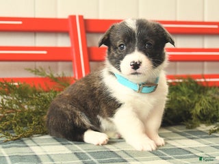 Welsh Corgi Pembroke dogs Snowflake - Ad 24