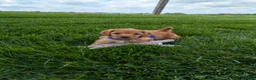 Cavapoo dogs for sale: Winston  - Ad 5