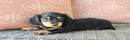 Dachshund dogs for sale: Crystal  - Ad 4