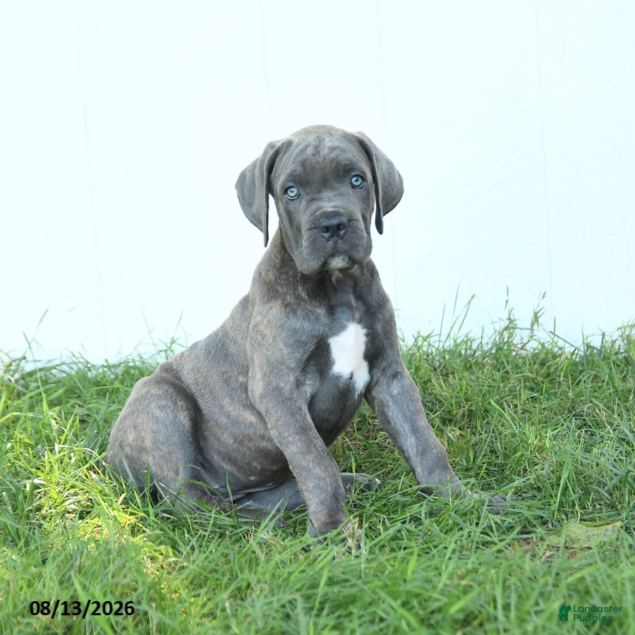 Cane Corso dogs Raven - Ad 2