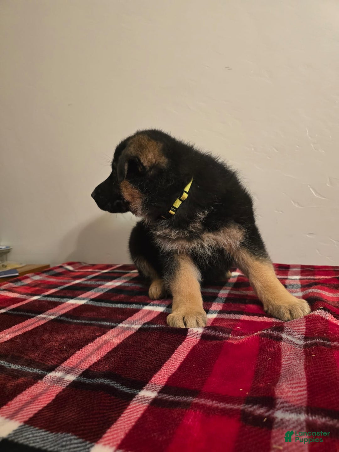 German Shepherd dogs for sale: Max - Ad 10