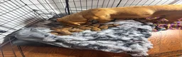 Dogue De Bordeaux dogs for sale: Dogue De Bordeaux Puppy 5 - Ad 82