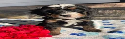 Mini Bernedoodle dogs for sale: Opal - Ad 3