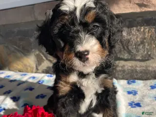 Mini Bernedoodle dogs Opal - Ad 27