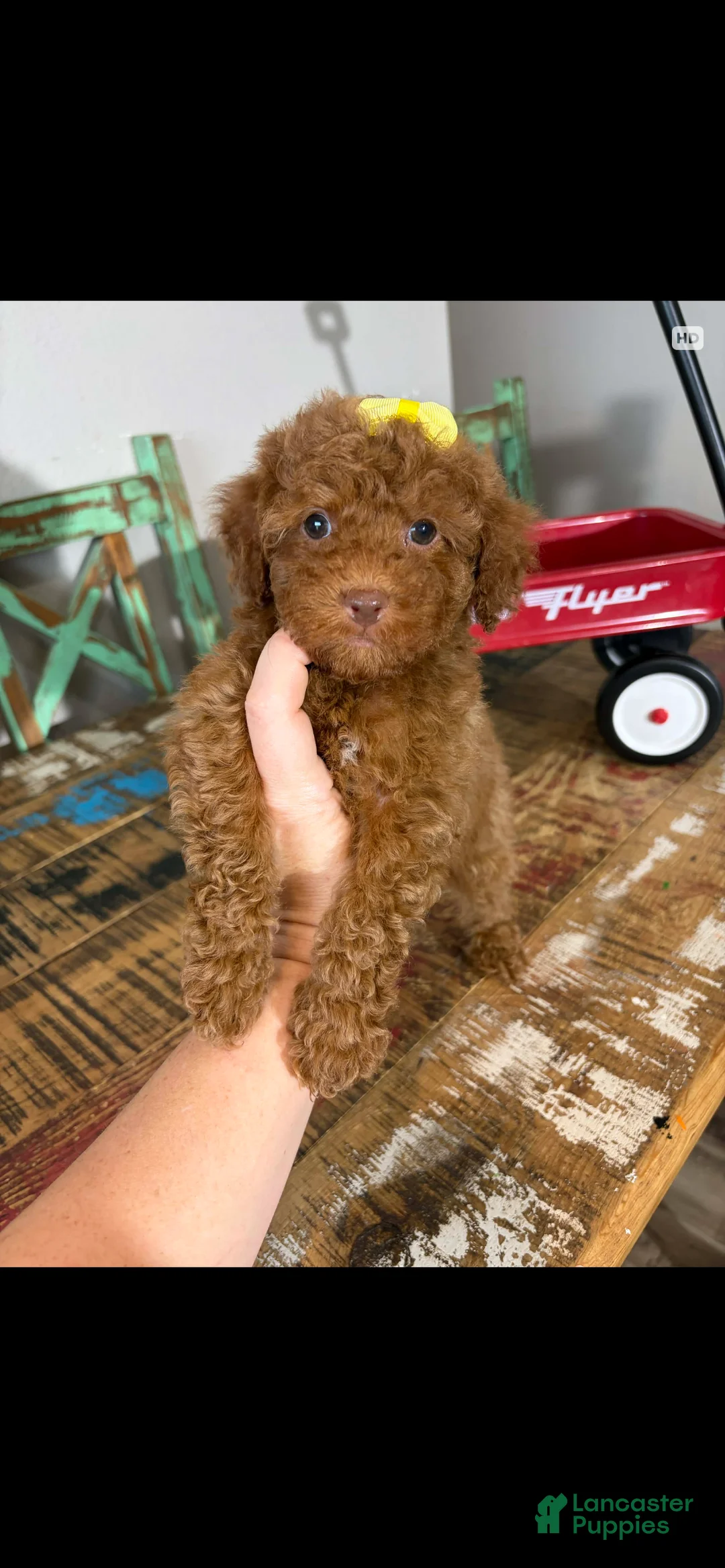 Toy Poodle dogs for sale: Akc Bred The Color Red - Ad 12