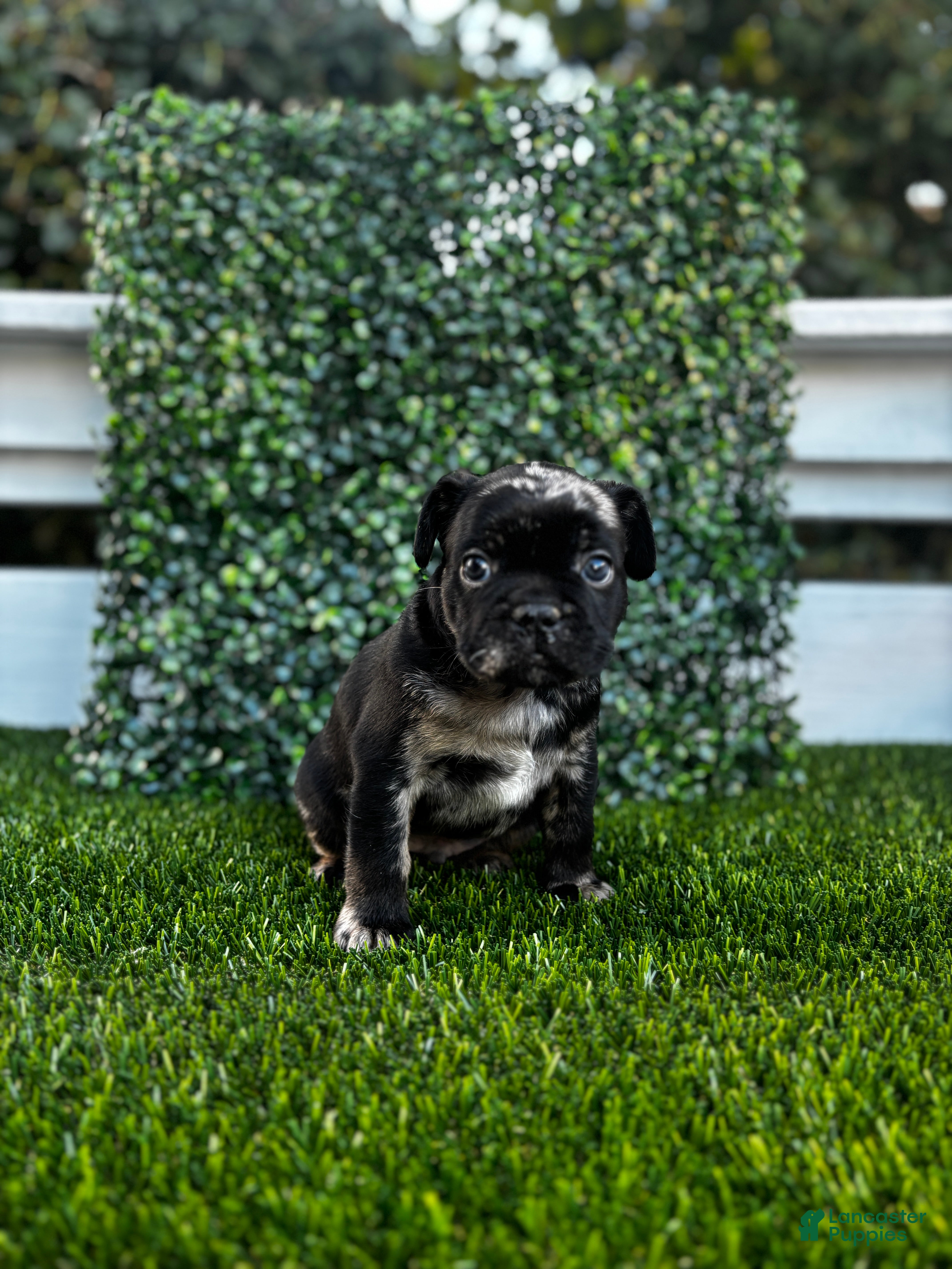 French Bulldog dogs Cloudy - Ad 40