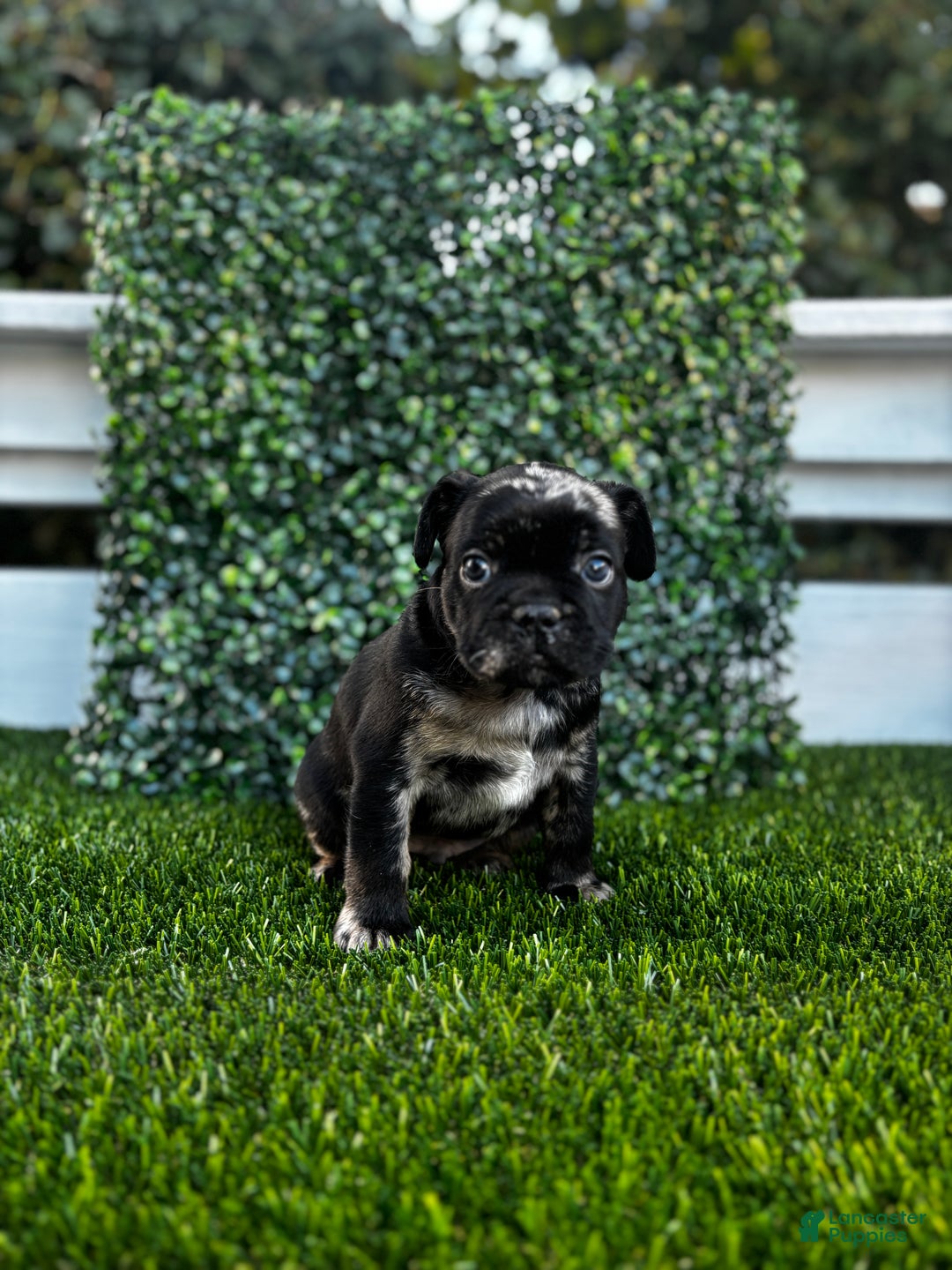 French Bulldog dogs for sale: Cloudy - Ad 1