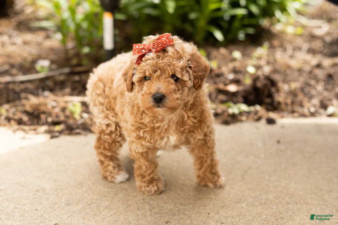 Miniature Poodle dogs for sale: Pansy  - Ad 2
