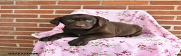 Labrador Retriever dogs for sale: Clover - Ad 3