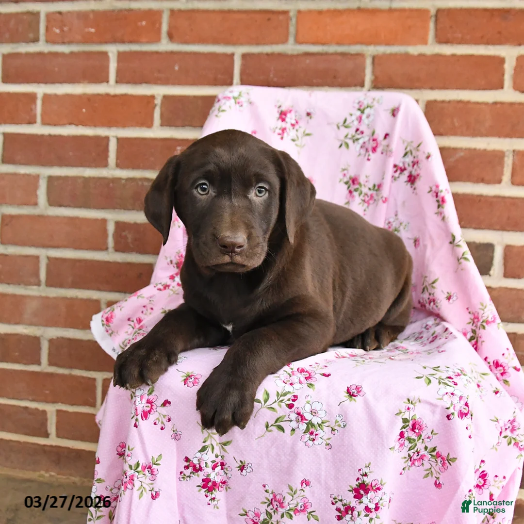 Labrador Retriever dogs for sale: Clover - Ad 3