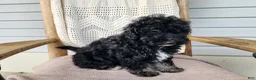 Mini Bernedoodle dogs for sale: Mia - Ad 3