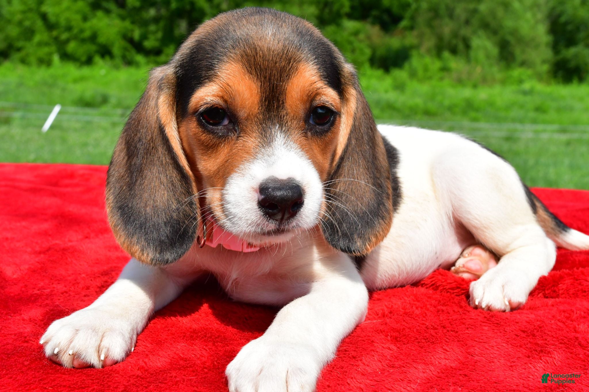 Beagle dogs Holly - Ad 2