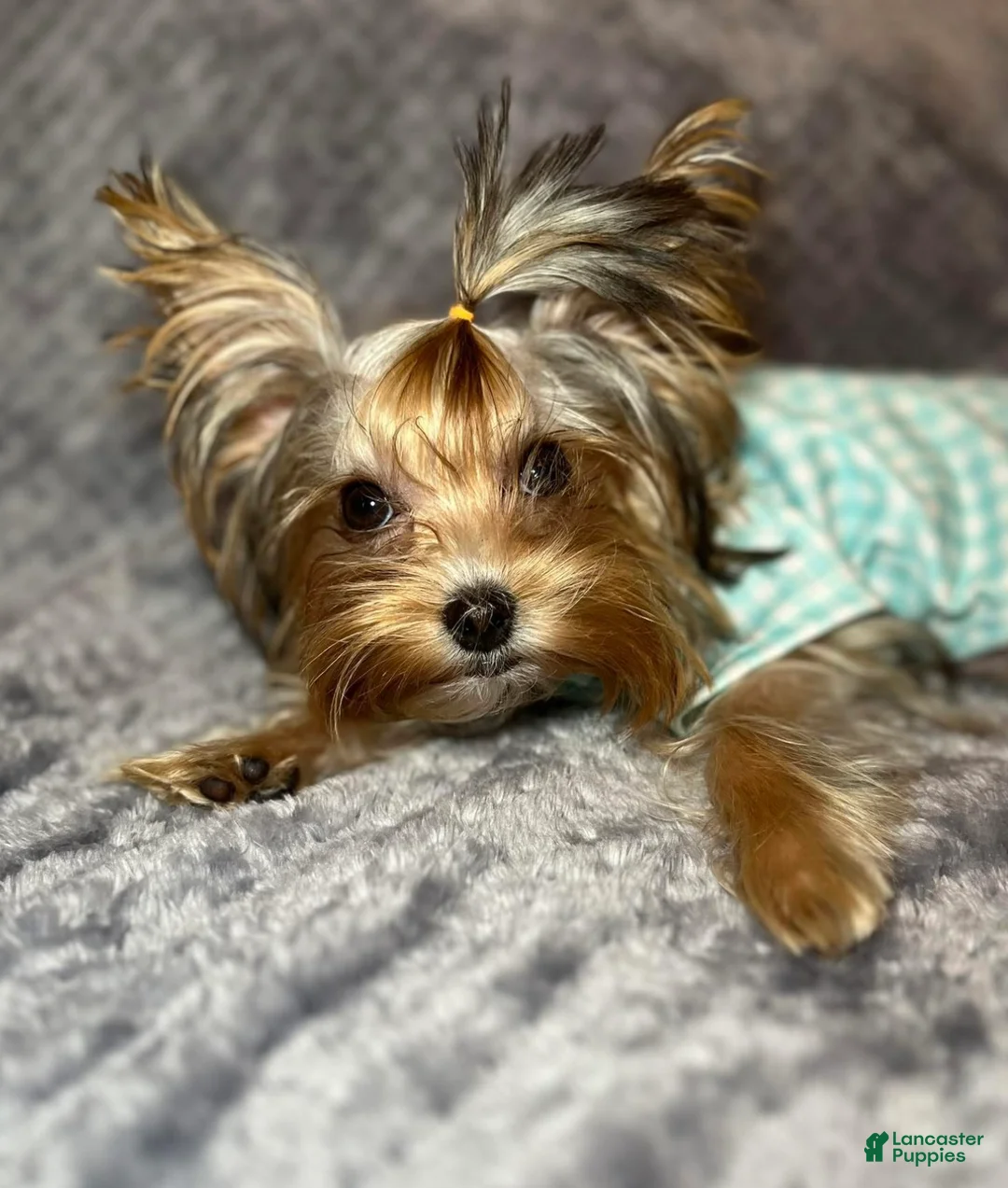 Yorkshire Terrier dogs for stud: Tanjiro  - Ad 2