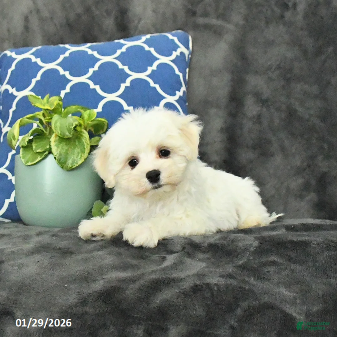 Mixed Breed dogs for sale: Dasher - Ad 3