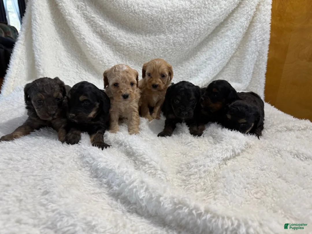 Cavapoo dogs for sale: Cavapoo Puppy 1 - Ad 11