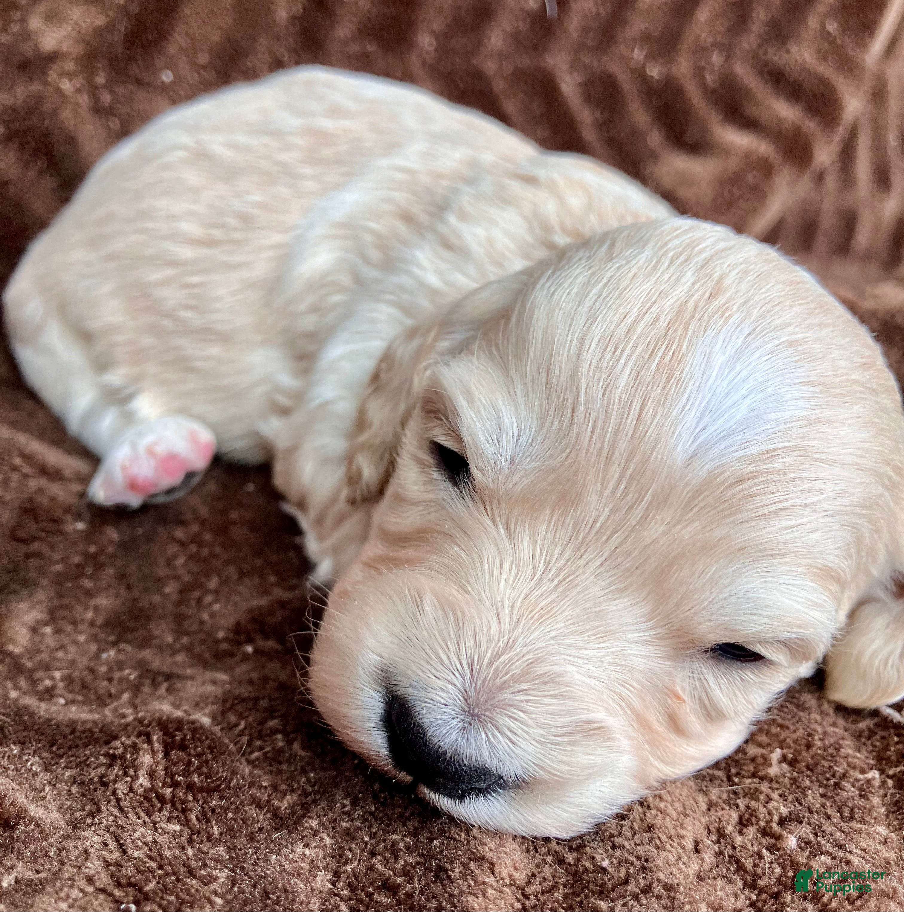 Miniature Dachshund dogs BABY KIWI OF SAINT CLOVERVILLE - Ad 2