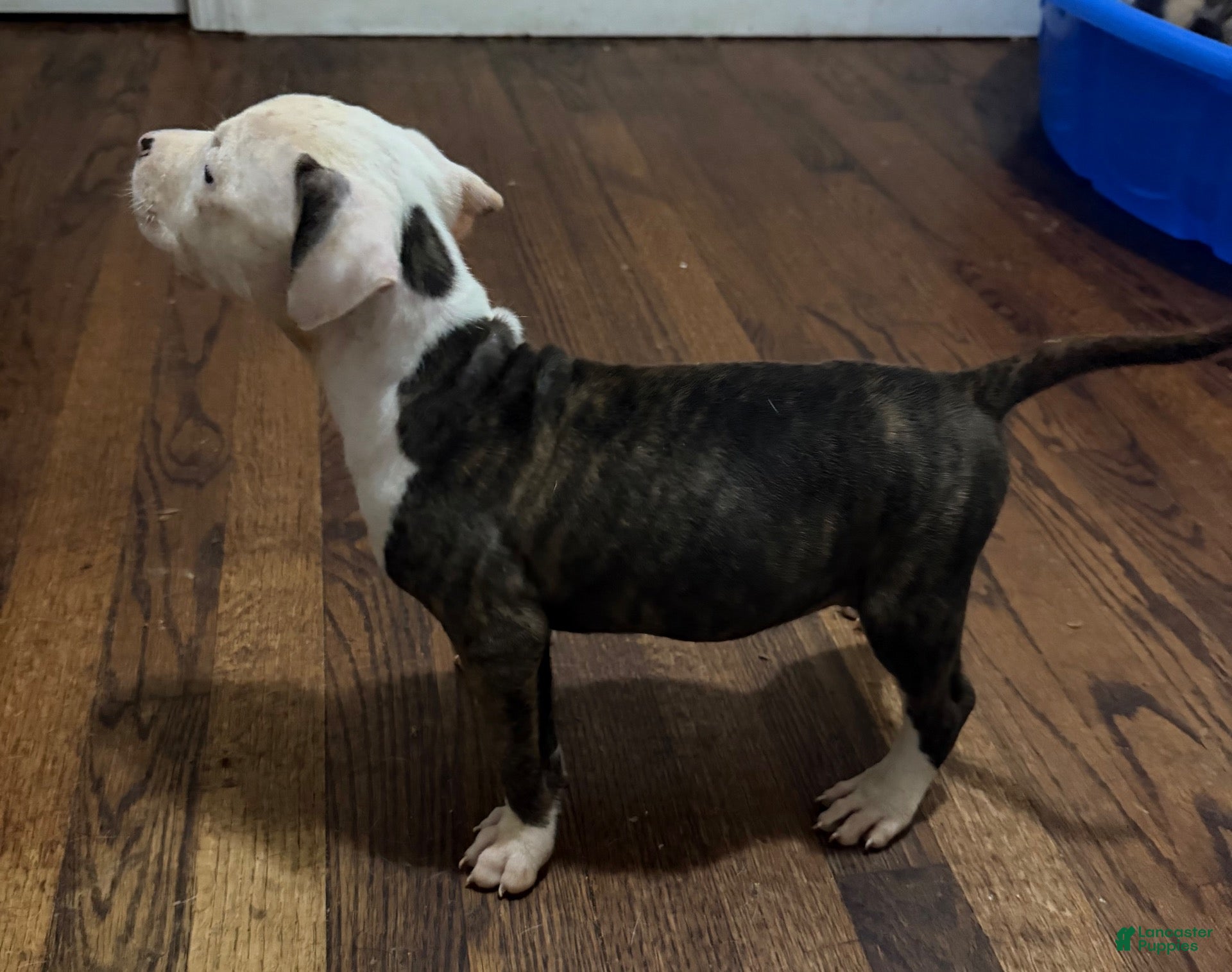 American Pit Bull Terrier dogs for sale: Tigress - Ad 22