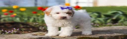 Miniature Poodle dogs for sale: Cheyenne - Ad 6