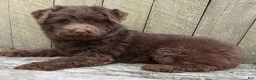 Mini Bernedoodle dogs for sale: 💗IN BOSTON MASSACHUSETTS AREA💗TINY CHOCOLATE DOODLE GIRL💗 - Ad 11