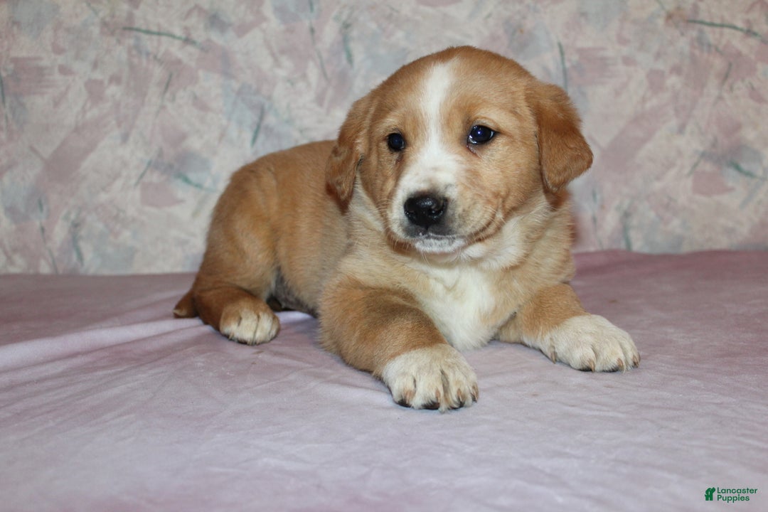 Goldador dogs for sale: Honey - Ad 3