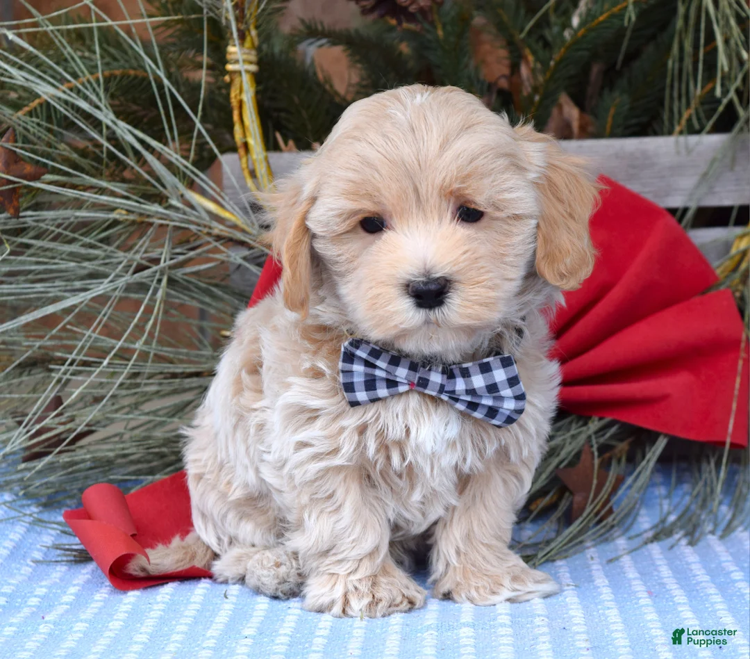 Maltipoo dogs for sale: Moe - Ad 7