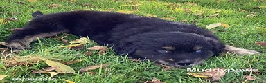 Muddypaws