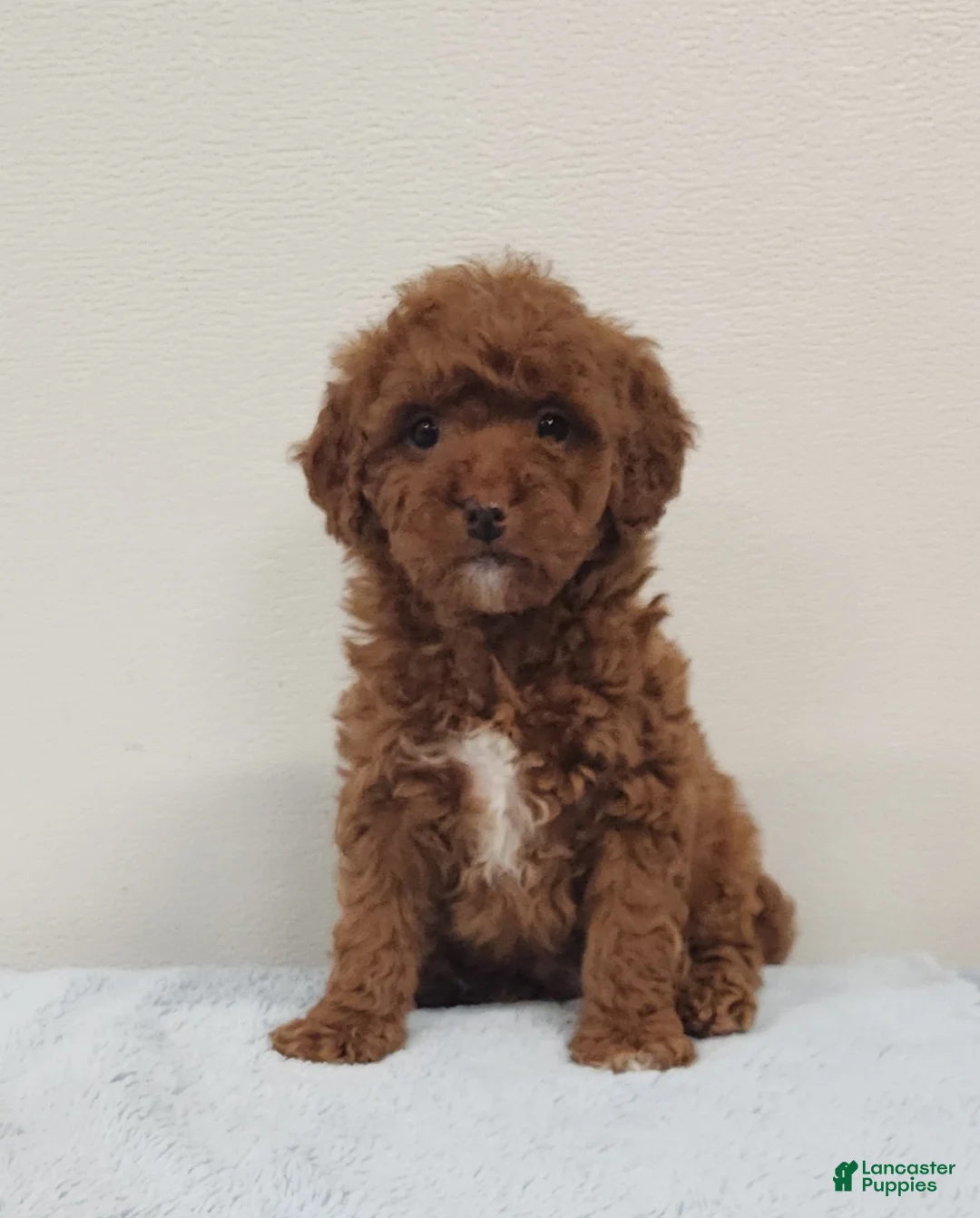 Mini Goldendoodle dogs for sale: Rover - Ad 4