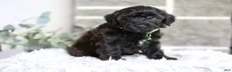 Yorkiepoo dogs for sale: Charlie  - Ad 8