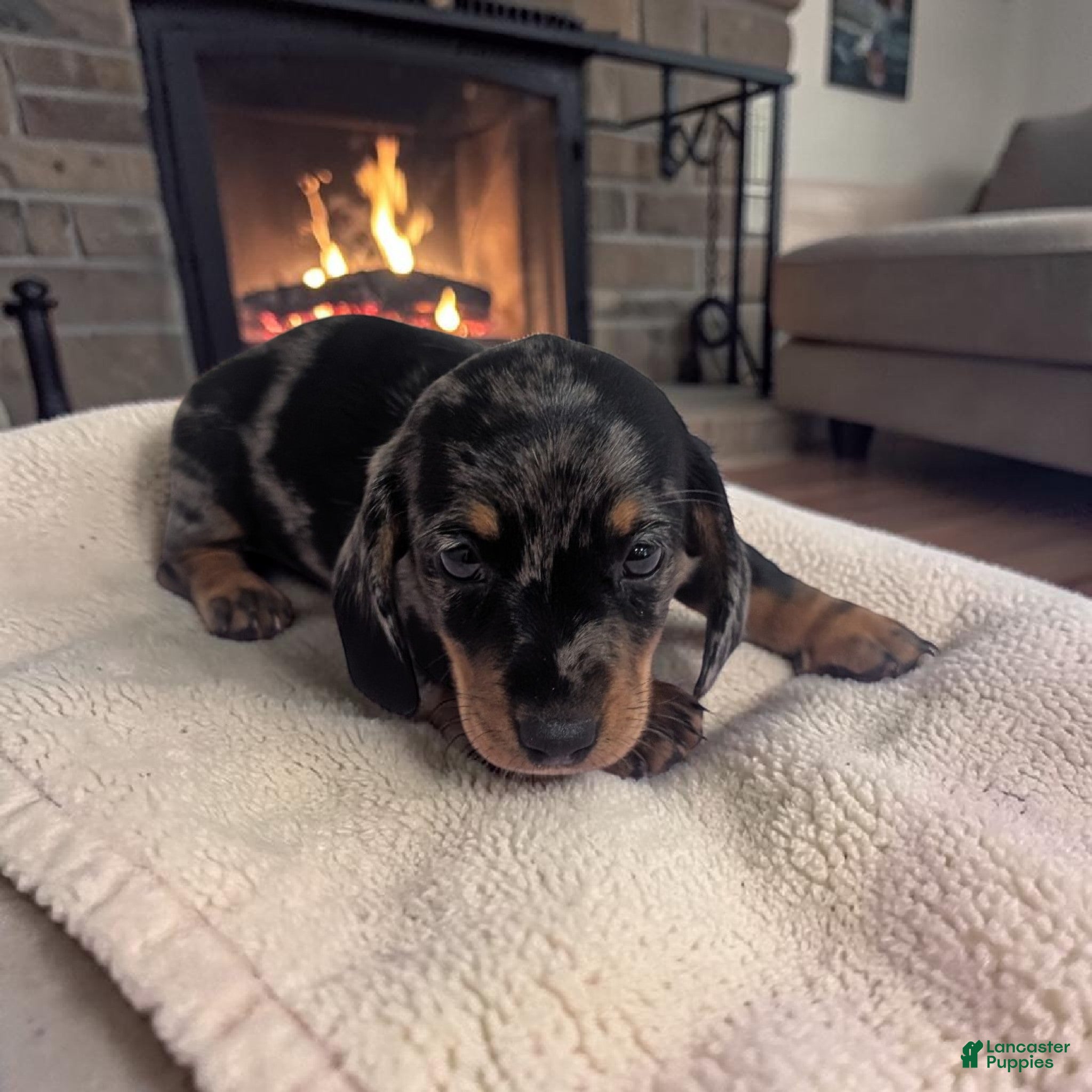 Miniature Dachshund dogs Scarlet - Ad 2